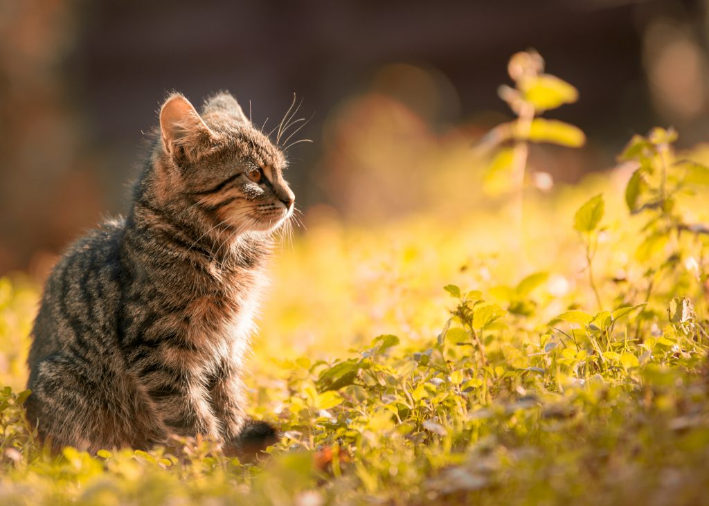 Een zwangere kat rust op een comfortabel oppervlak terwijl ze wacht op de bevalling van haar kittens